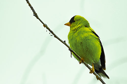 American Goldfinch Perched Along Slanted Branch (Yellow Tint)