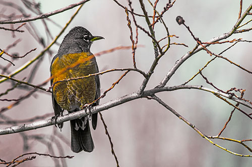 American Robin Looking Sideways Among Twisting Tree Branches (Yellow Tint Photo)