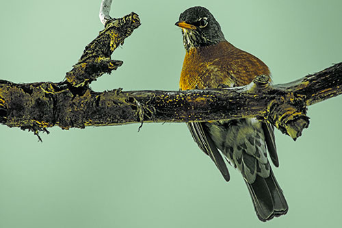 American Robin Perched Along Thick Decomposing Tree Branch (Yellow Tint)
