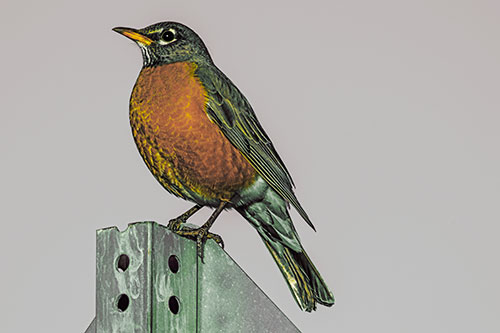 American Robin Perched Atop Metal Sign (Yellow Tint Photo)