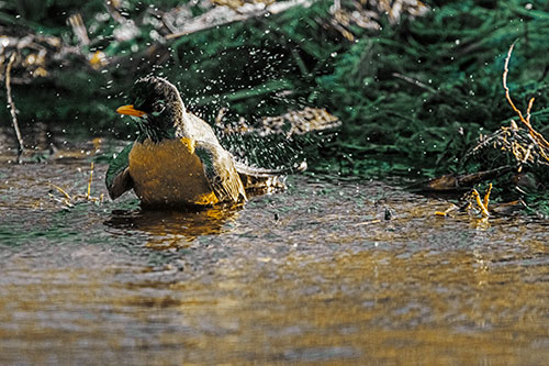 American Robin Splashing River Water (Yellow Tint Photo)