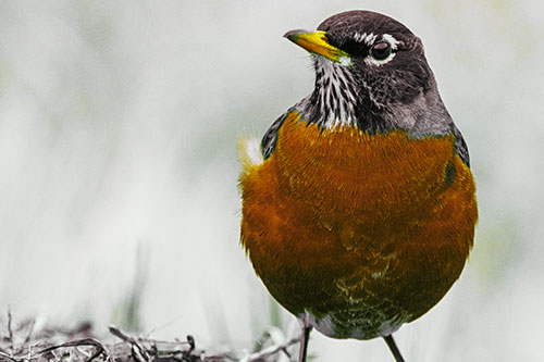 American Robin Standing Strong Against Wind (Yellow Tint Photo)