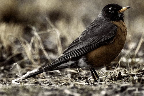American Robin Standing Strong Among Dead Leaves (Yellow Tint Photo)