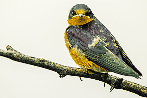 Angry Barn Swallow Looking Backwards (Yellow Tint)