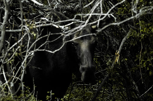 Angry Faced Moose Behind Tree Branches (Yellow Tint Photo)