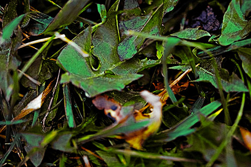 Angry Rotting Triangular Leaf Face (Yellow Tint)