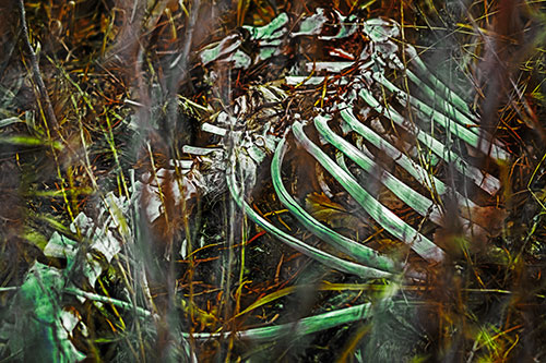 Animal Skeleton Remains Resting Beyond Plants (Yellow Tint Photo)
