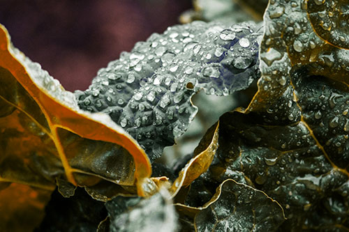 Arching Leaf Water Droplets (Yellow Tint Photo)