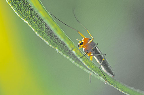 Arm Raising Midge Fly Rests Among Sloping Leaf (Yellow Tint)