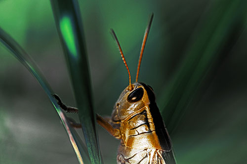 Arm Resting Grasshopper Watches Surroundings (Yellow Tint Photo)