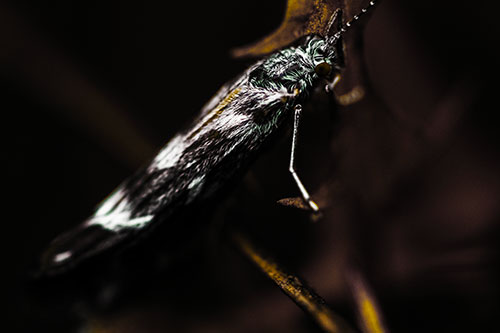 Arm Resting Leaf Blotch Miner Moth (Yellow Tint Photo)