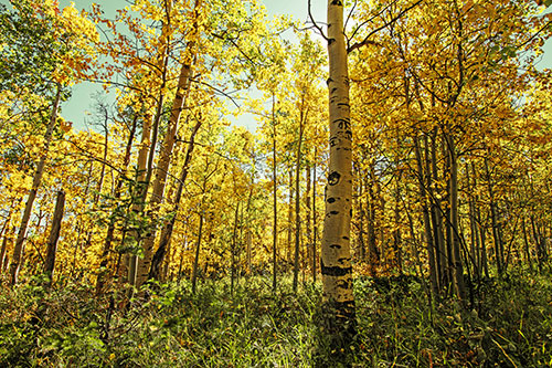 Aspen Trees Illuminate Among Sunshine (Yellow Tint Photo)