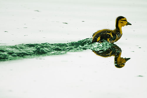 Baby Mallard Duckling Running Across Lake Water (Yellow Tint Photo)