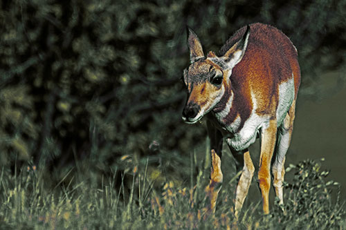 Baby Pronghorn Feasts Among Grass (Yellow Tint Photo)