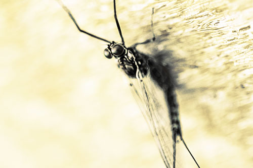 Back Bending Big Eyed Mayfly Resting (Yellow Tint Photo)