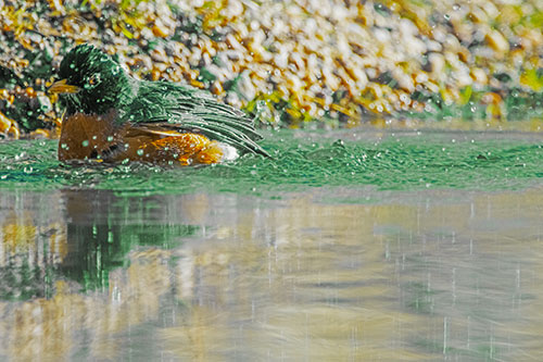Bathing American Robin Splashing Water Along Shoreline (Yellow Tint Photo)