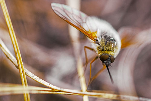 Bee Fly Balances Atop Dried Grass Blades (Yellow Tint)