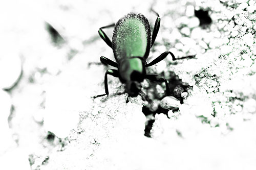 Beetle Beside Dirt Hole (Yellow Tint Photo)