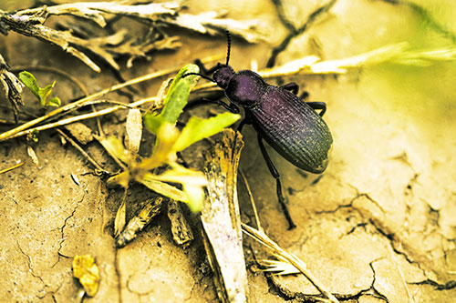 Beetle Searching Dry Land For Food (Yellow Tint Photo)