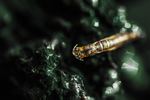 Bent Antenna Larva Slithering Across Soaked Rock (Yellow Tint Photo)