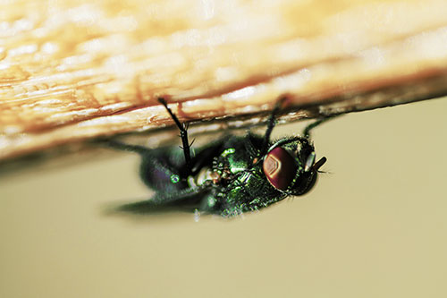Big Eyed Blow Fly Perched Upside Down (Yellow Tint Photo)