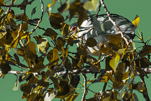Black Crowned Night Heron Hiding Among Leaves (Yellow Tint)