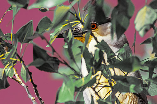 Black Crowned Night Heron Keeping Watch Among Leaves (Yellow Tint)