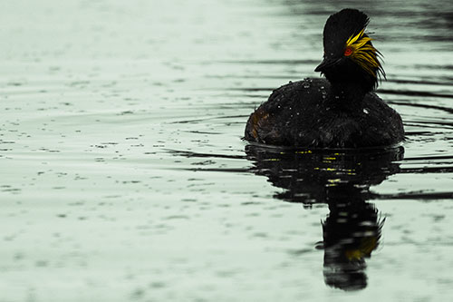 Black Necked Eared Grebe Floating Atop Lake (Yellow Tint)