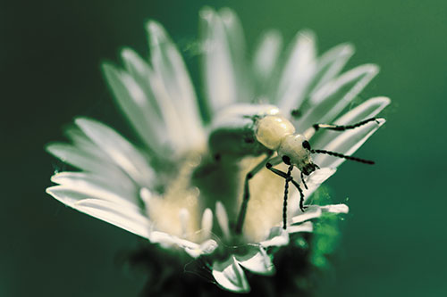Blister Beetle Guards Gumplant Flower (Yellow Tint)