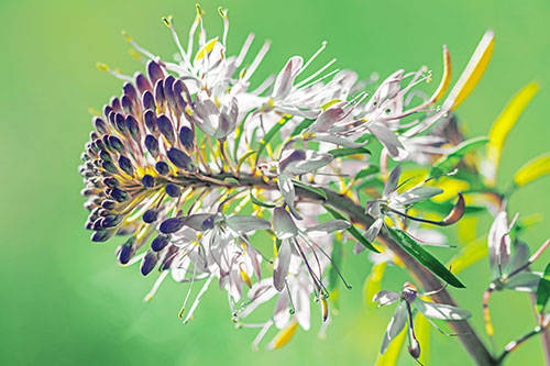 Blossoming Lily Of The Nile Flower (Yellow Tint)