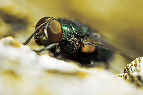 Blow Fly Resting Among Sloping Tree Bark (Yellow Tint Photo)