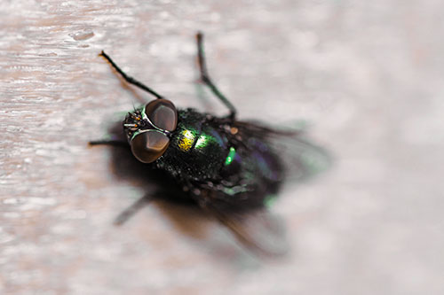 Blow Fly Spread Vertically (Yellow Tint Photo)