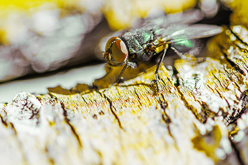 Blow Fly Standing Atop Broken Tree Branch (Yellow Tint Photo)