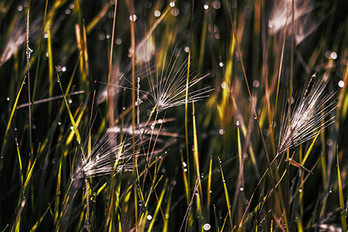 Blurry Water Droplets Clamp Onto Reed Grass (Yellow Tint Photo)