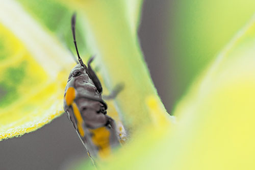 Boxelder Beetle Crawling Up Plant Stem (Yellow Tint Photo)