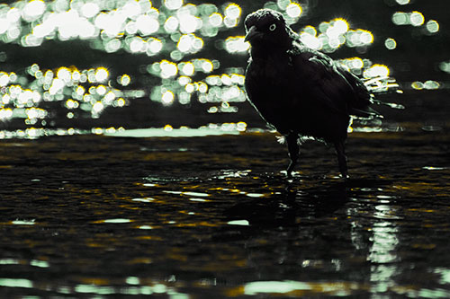 Brewers Blackbird Watches Water Intensely (Yellow Tint Photo)