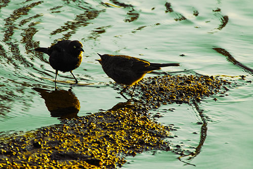 Brewers Blackbirds Feeding Along Shoreline (Yellow Tint Photo)