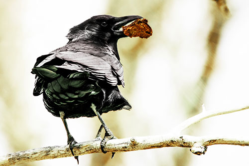 Brownie Crow Perched On Tree Branch (Yellow Tint Photo)