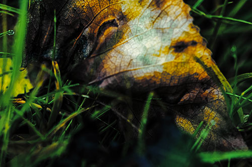 Bruised Rotting Leaf Face Among Grass (Yellow Tint Photo)