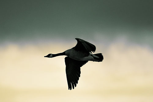 Canadian Goose Flying Among Sunrise (Yellow Tint Photo)