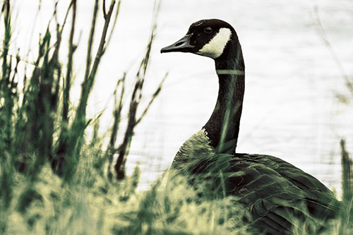 Canadian Goose Hiding Behind Reed Grass (Yellow Tint Photo)