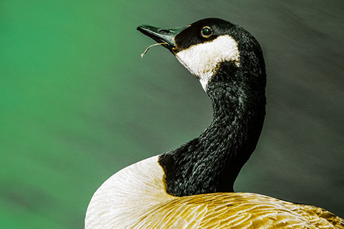 Canadian Goose Munches Single Grass Blade (Yellow Tint)