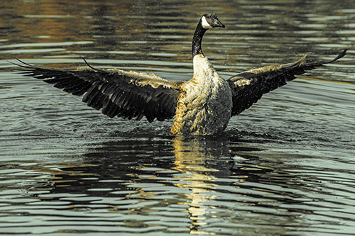 Canadian Goose Spreads Wings Among Lake Top (Yellow Tint)