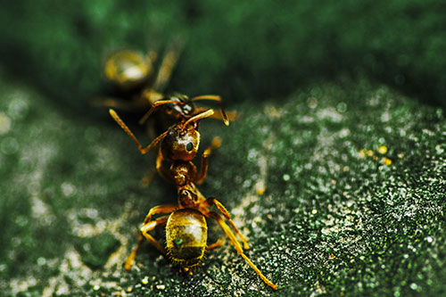 Carpenter Ants Battling Over Territory (Yellow Tint Photo)