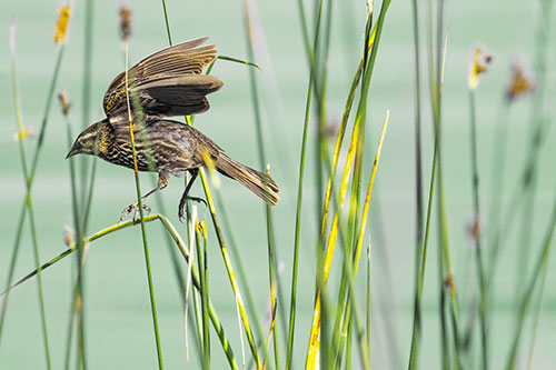 Cattail Jumping Female Red Winged Blackbird (Yellow Tint)