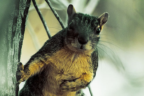 Chest Holding Squirrel Leans Against Tree (Yellow Tint Photo)