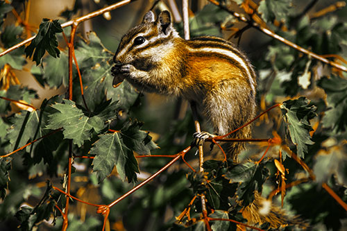 Chipmunk Feasting On Tree Branches (Yellow Tint Photo)