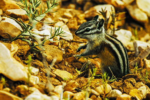 Chipmunk Ripping Plant Stem From Dirt (Yellow Tint)