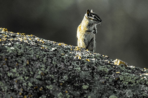 Chipmunk Standing Atop Sloping Fungi Rock (Yellow Tint Photo)