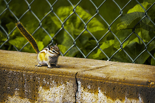 Chipmunk Walking Along Wet Concrete Wall (Yellow Tint Photo)